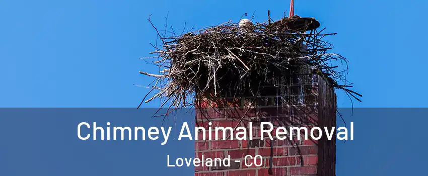 Chimney Animal Removal Loveland - CO