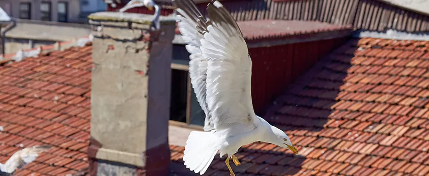 Residential Chimney Animal Removal Solution in Loveland, CO