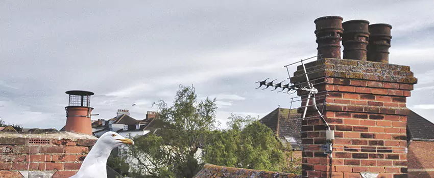 Chimney Cleaning And Restoration in Loveland, Colorado